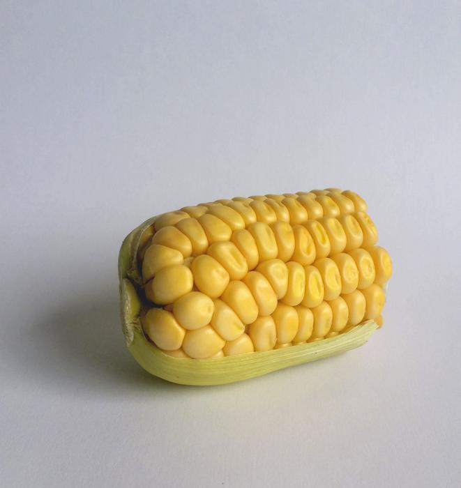 Corn Cornfield Agriculture