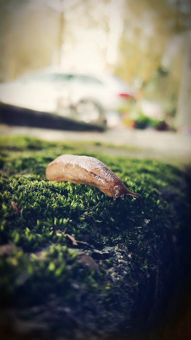 big Slugs on moss on a blurred background