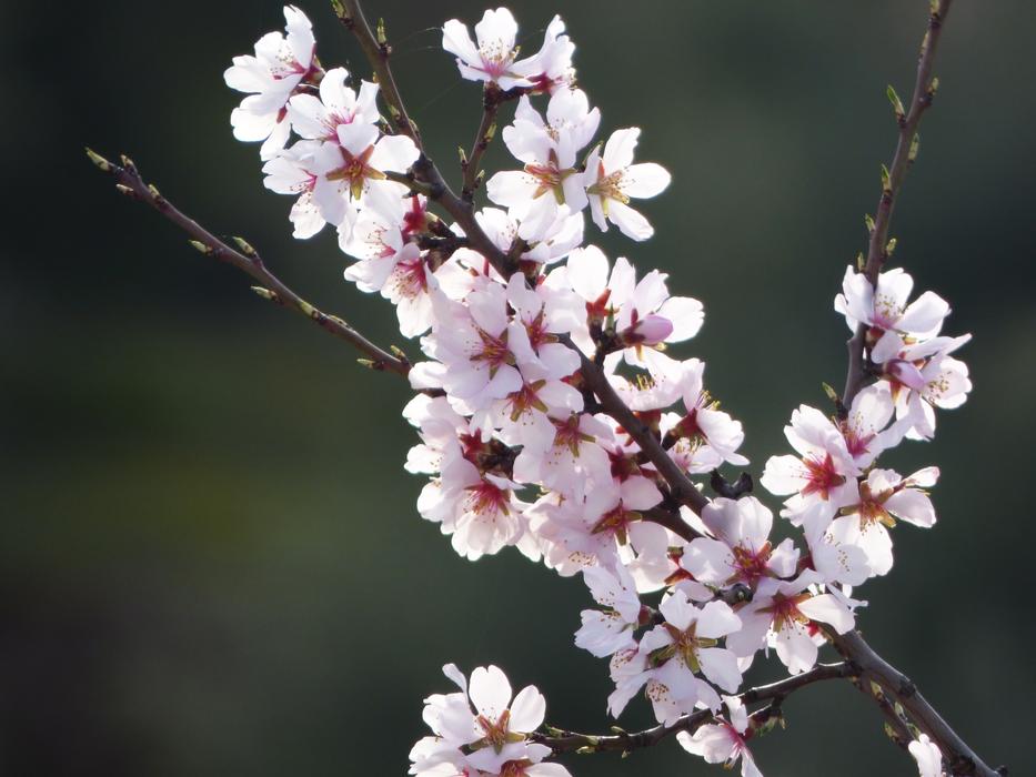 gorgeous sakura on a branch