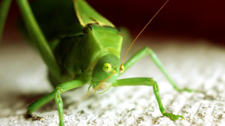 macro photo of Green Small Insect