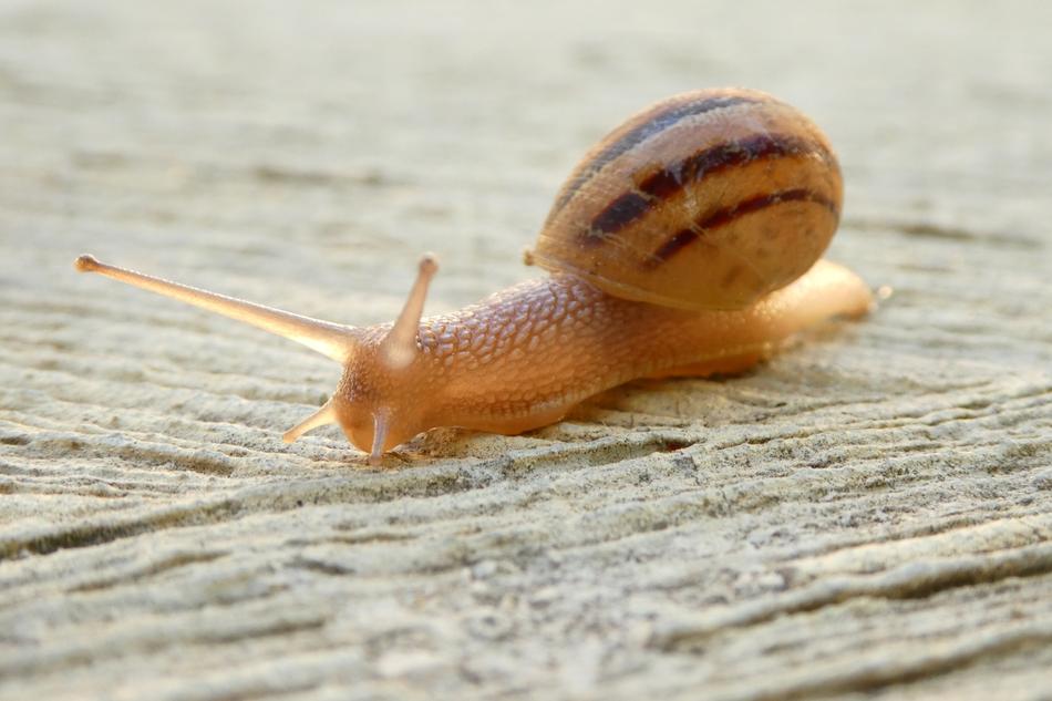 Snail Shell Close Up