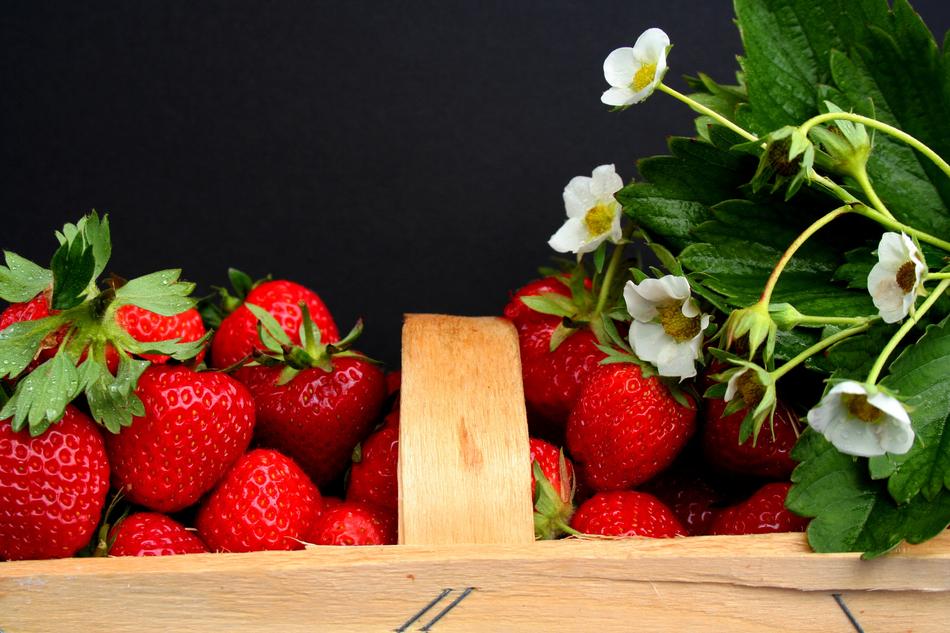 Strawberries Harvest Time Field