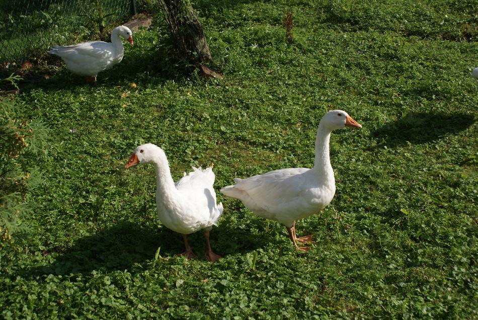Geese Poland Village