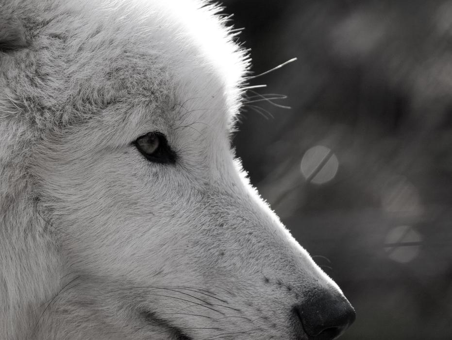 Wolf Polarwolf Wild Animal