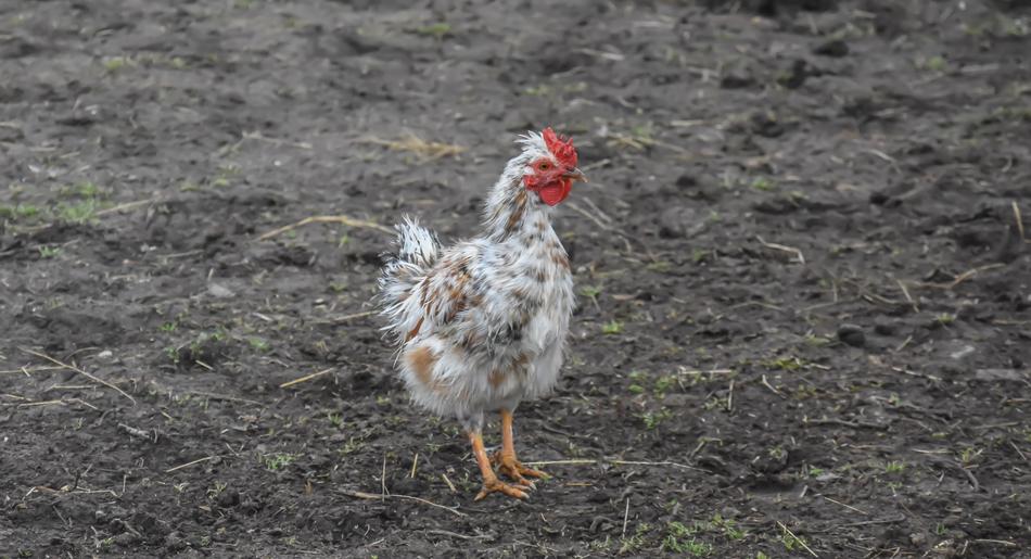 Chicken Farm Bird