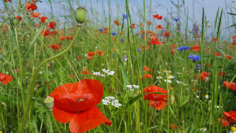 poppy field in the grass