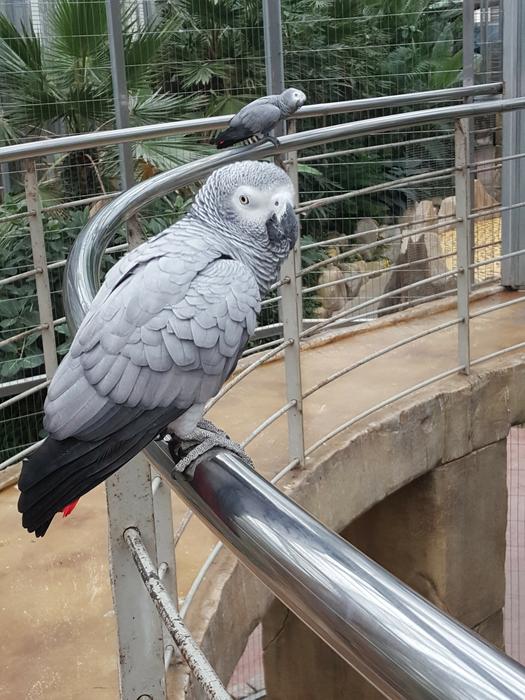 New Parrot