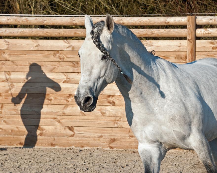 Horse Shadow Silhouette