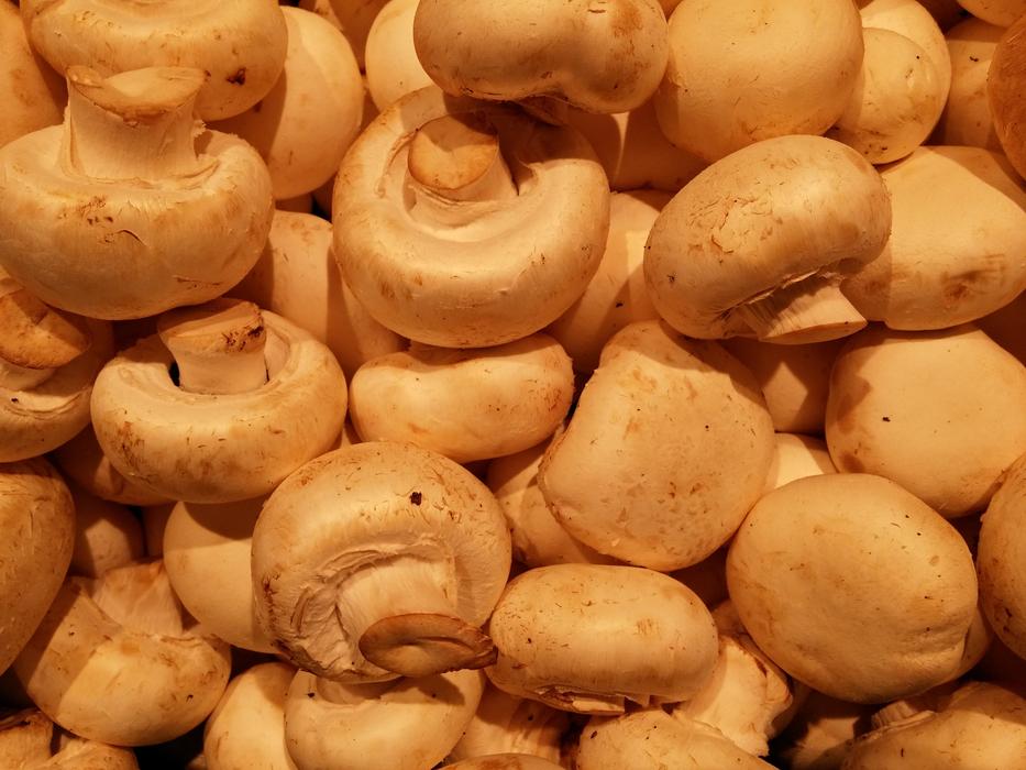 fresh harvest mushrooms