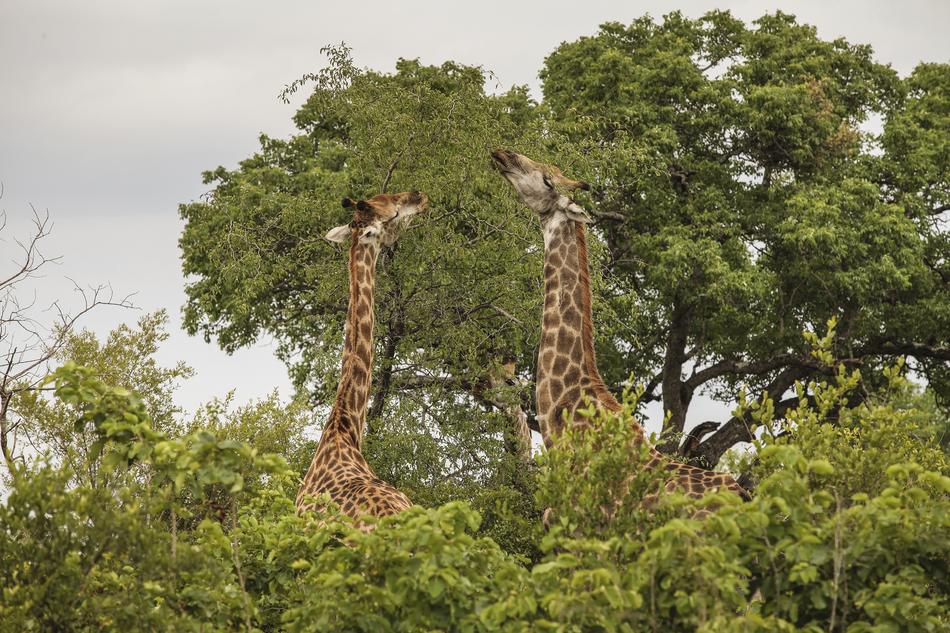 Giraffe Wildlife Wild