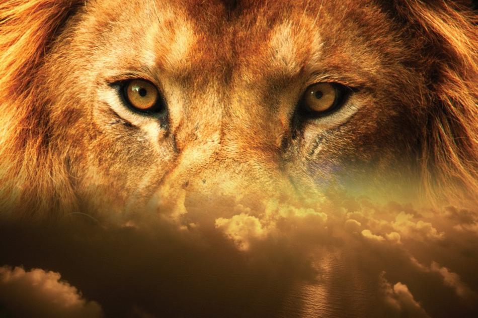 lion eyes sky head face wildlife