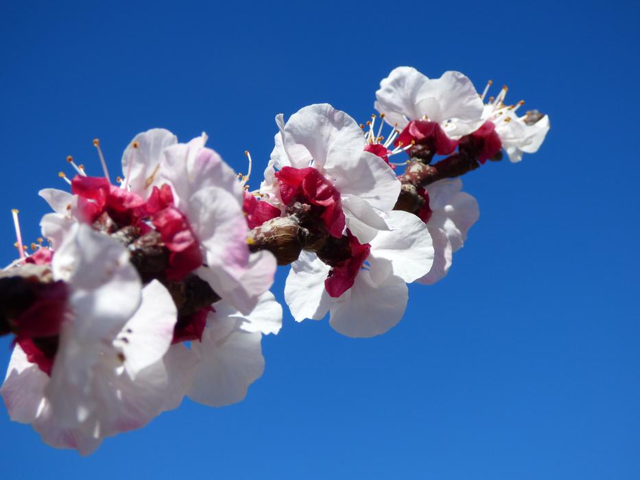 Flowery Branch Flowers Apricot