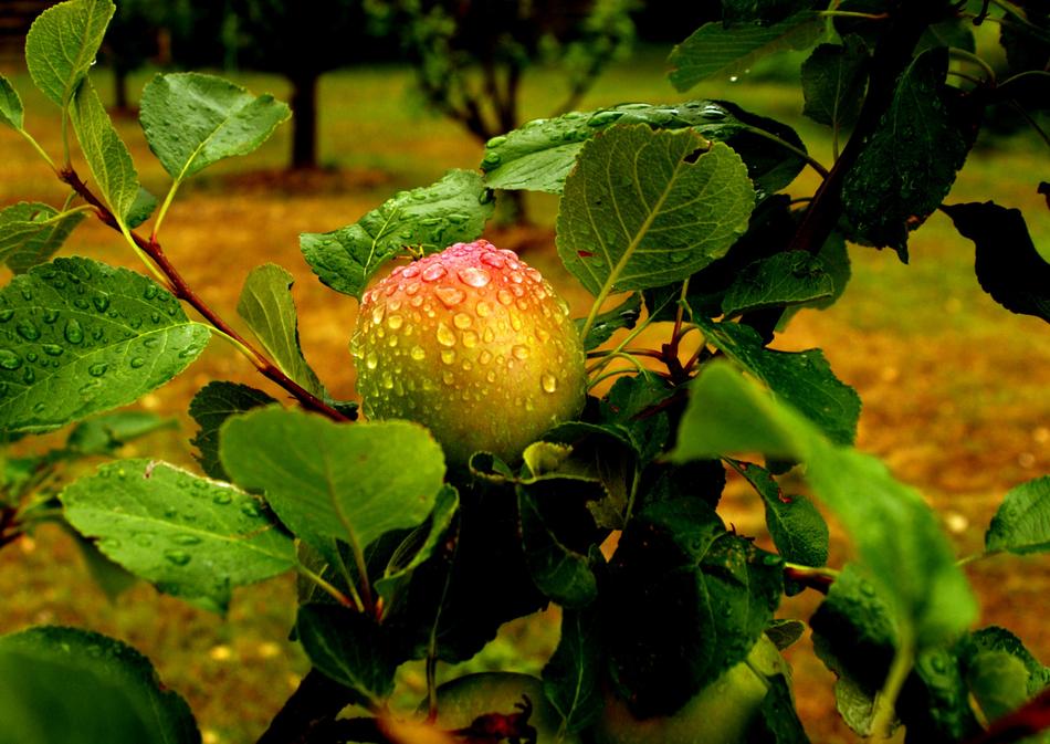 Apple Fruit Rain Drop Of