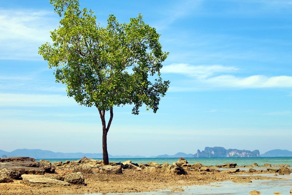 tall tree in the desert