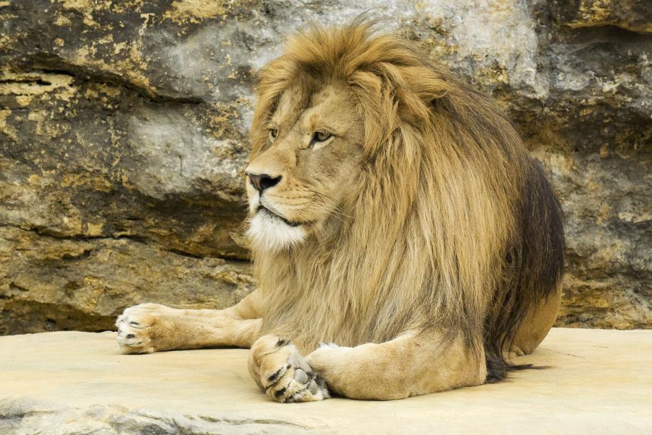 resting lion on the rocks