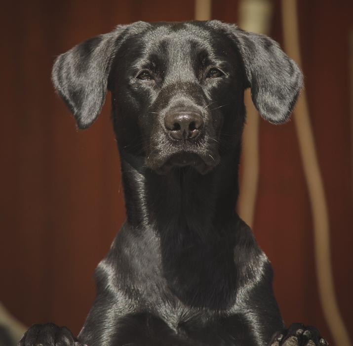 The black dog is cute.