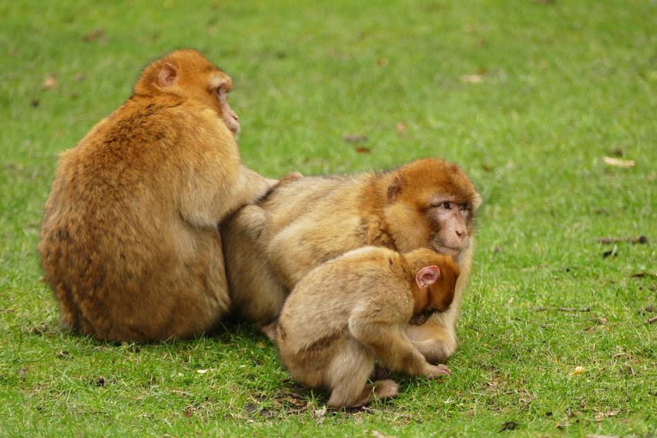 a family of monkeys on the green grass