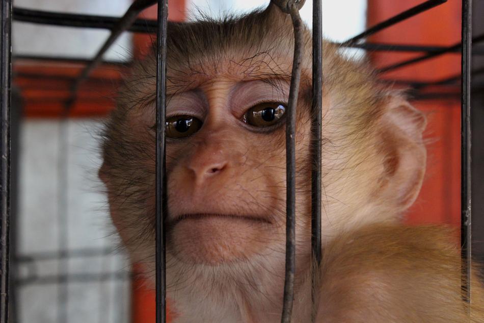 funny monkey in a cage