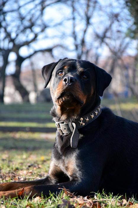 dog resting in the park