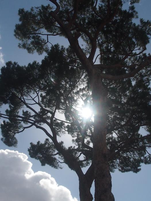 the sun is hidden in the trees