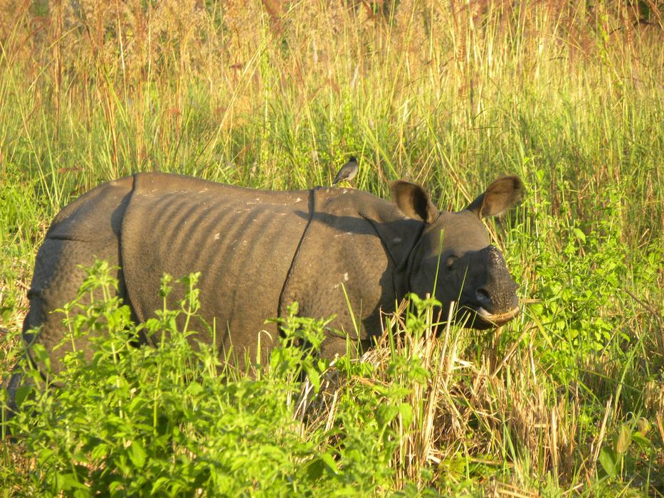 little rhino in the grass