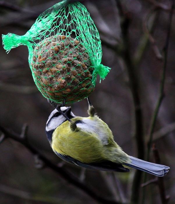 Colorful and beautiful, cute blue tit on the feeder, among the plants