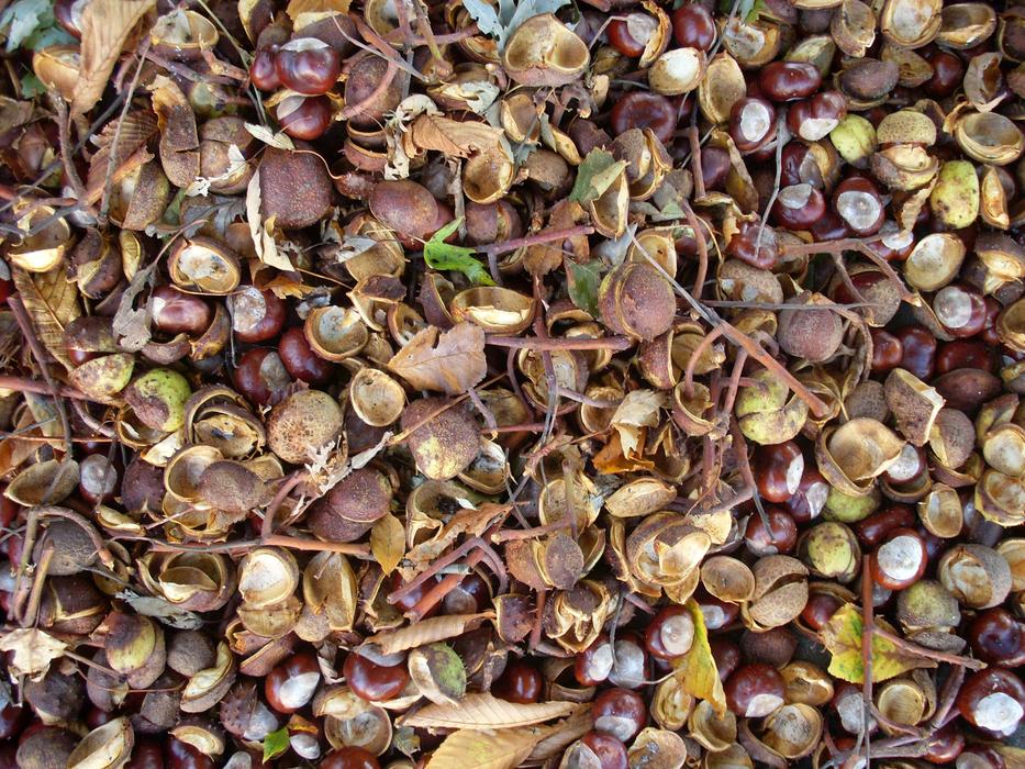 dry leaves with chestnuts in the forest