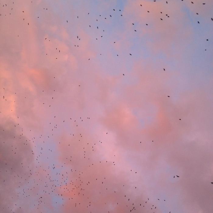 pink Sky Sunset