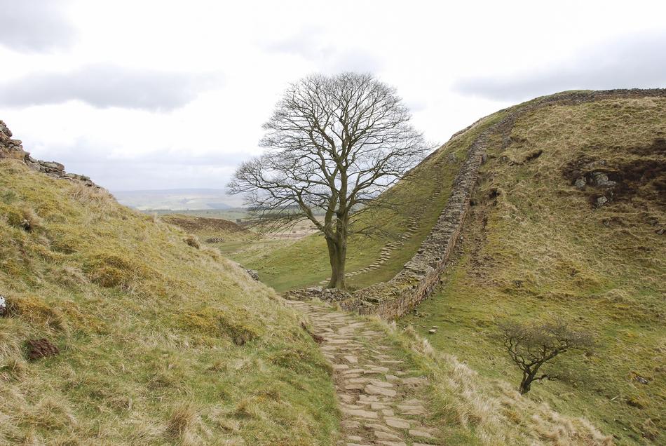 a green field with trees