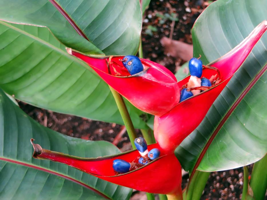 red magic flowers