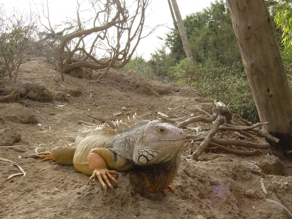 big lizard in the woods