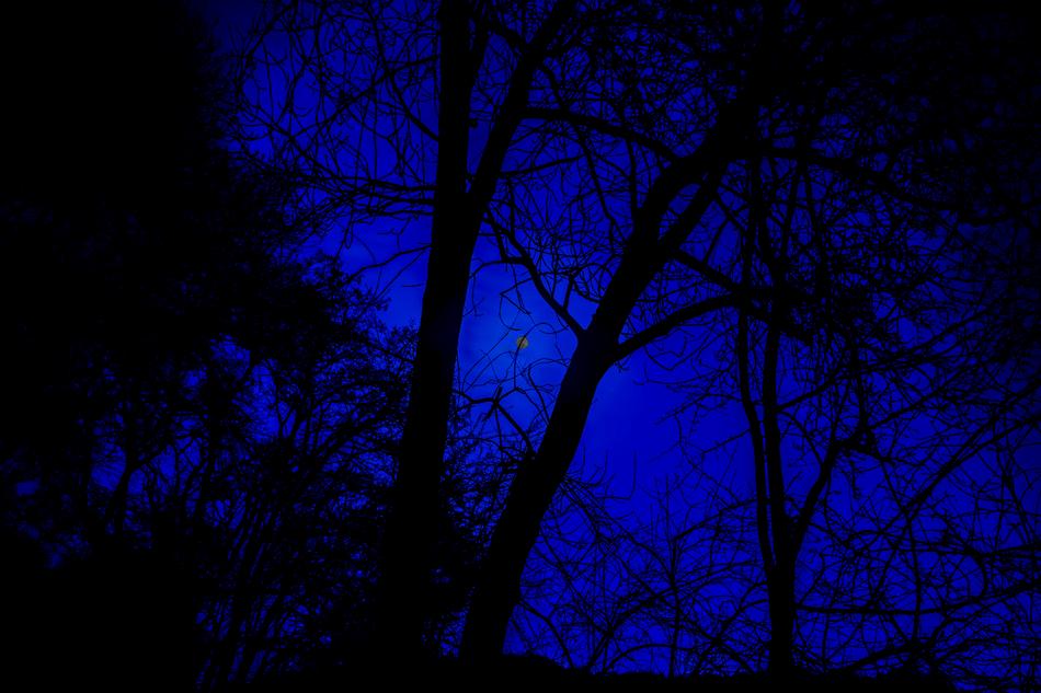 the silhouette of trees in a blue sky
