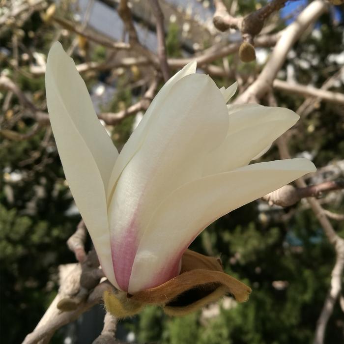 white forest bud