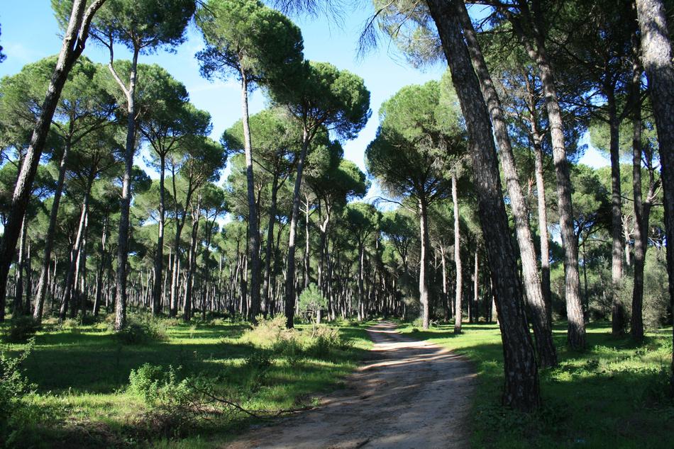 path in the big woods