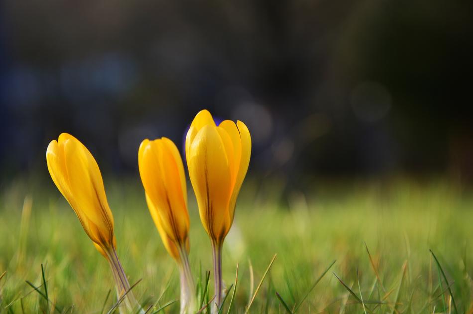 yellow crocus in green grass