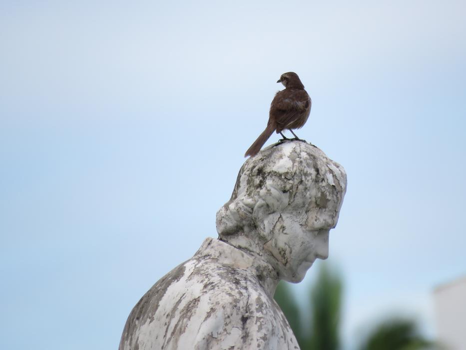 bird sits on a sculpture in Fraga, Spain