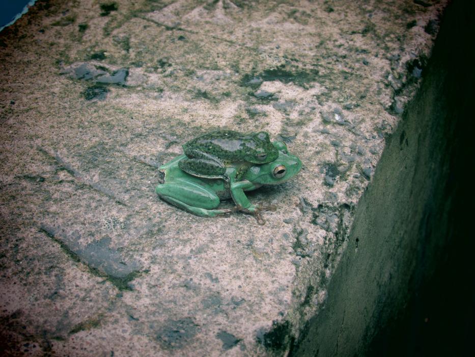 lonely frog on the wall