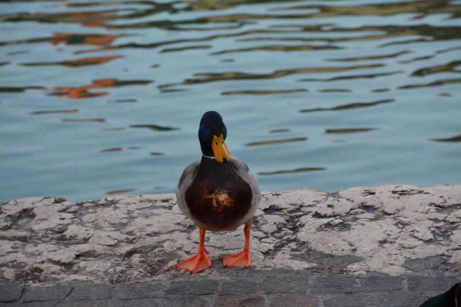 funny duck by the water
