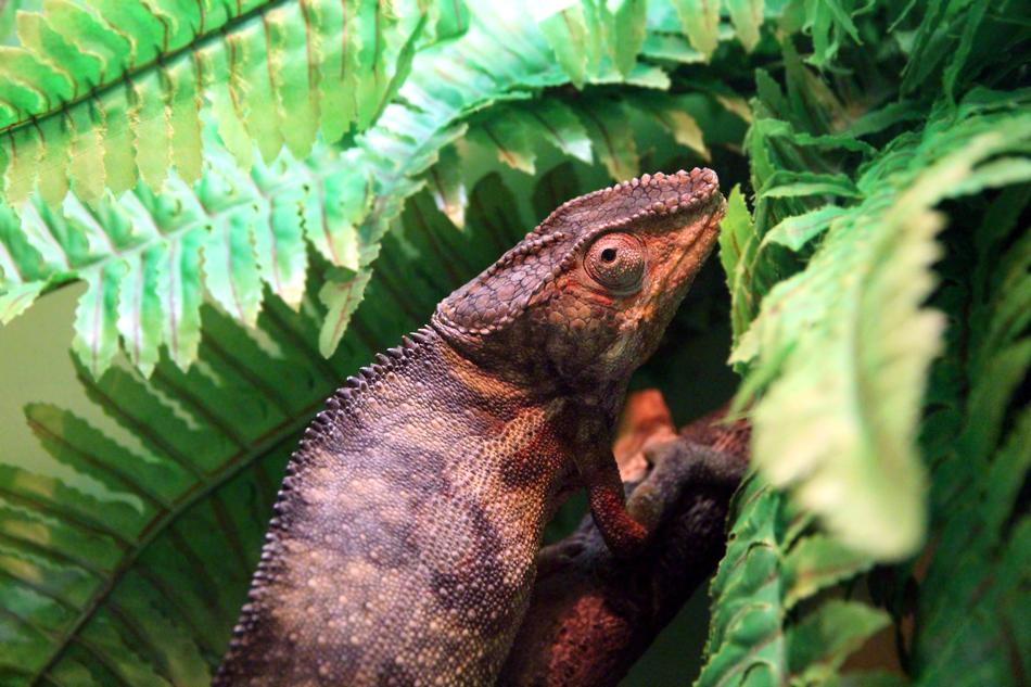 Panterovy Chameleon on fern leaves