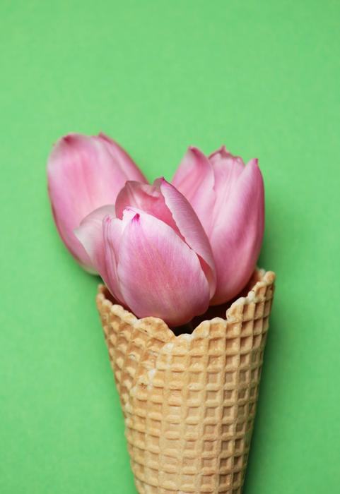 tulips in a cone