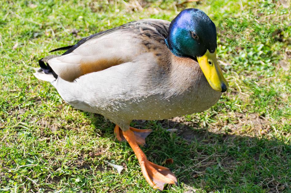greenheaded duck
