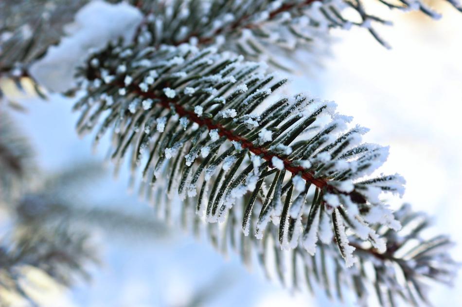snow needles on the tree