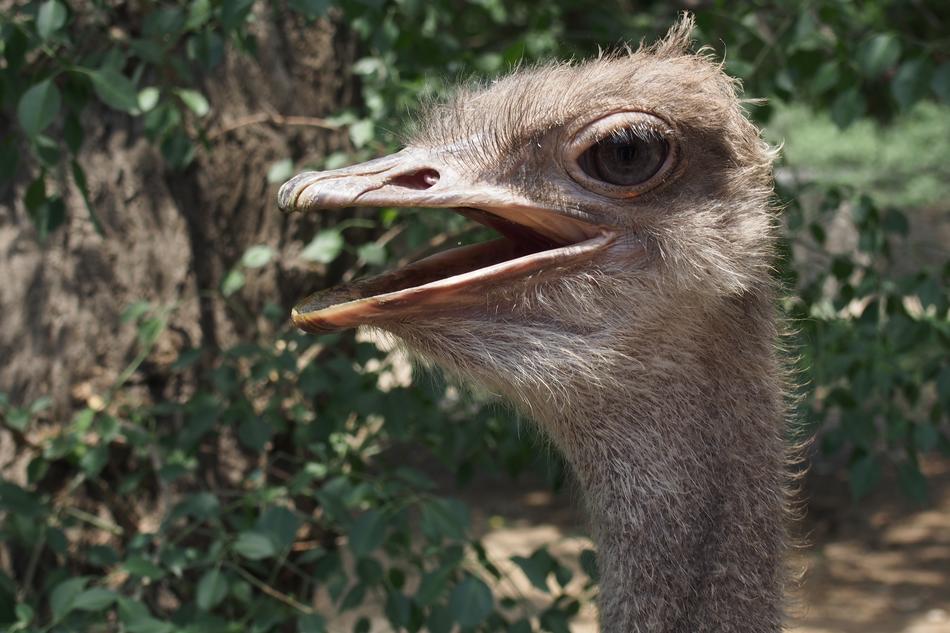 Profile portrait of the cute and beautiful ostrich bird, near the green plants