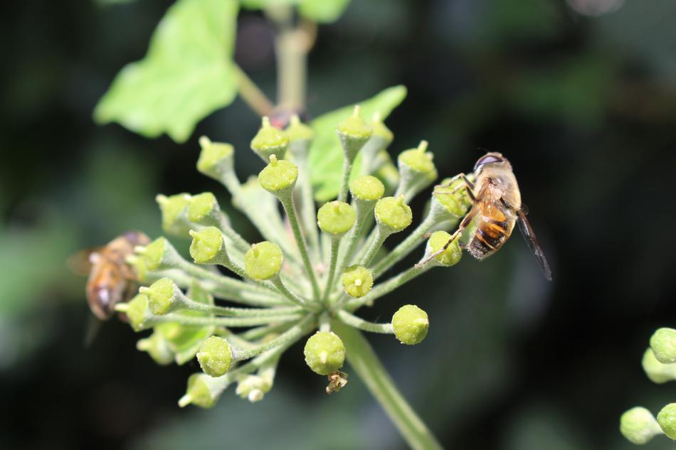 wild willow plant with bees