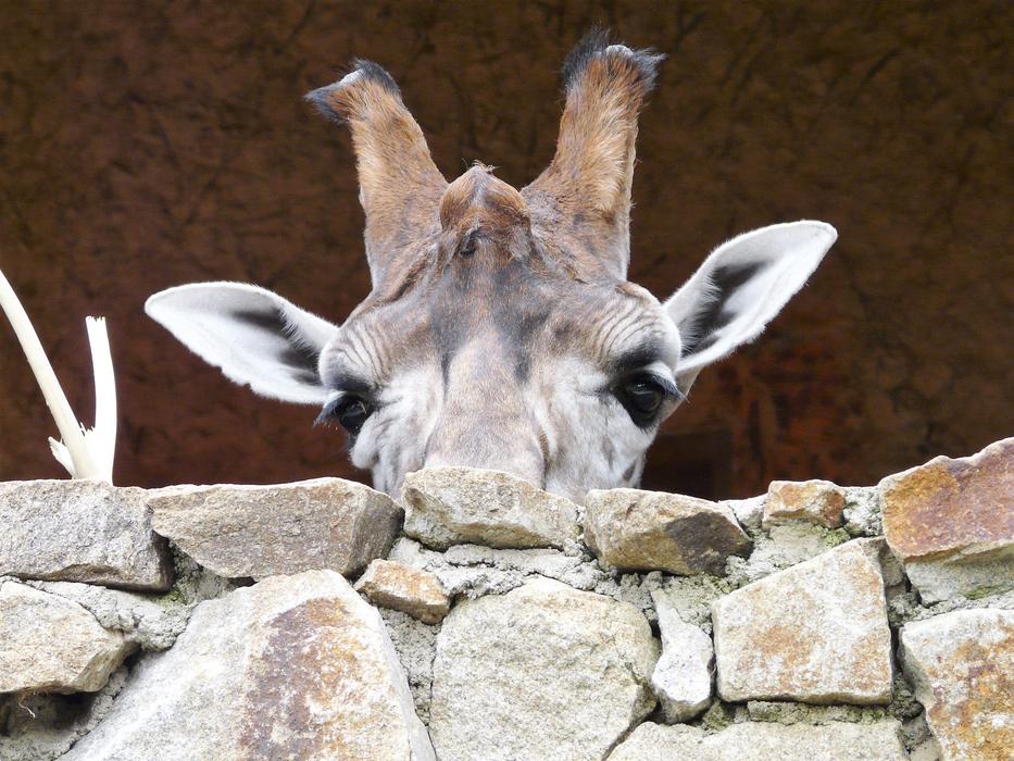 giraffe against a stone wall