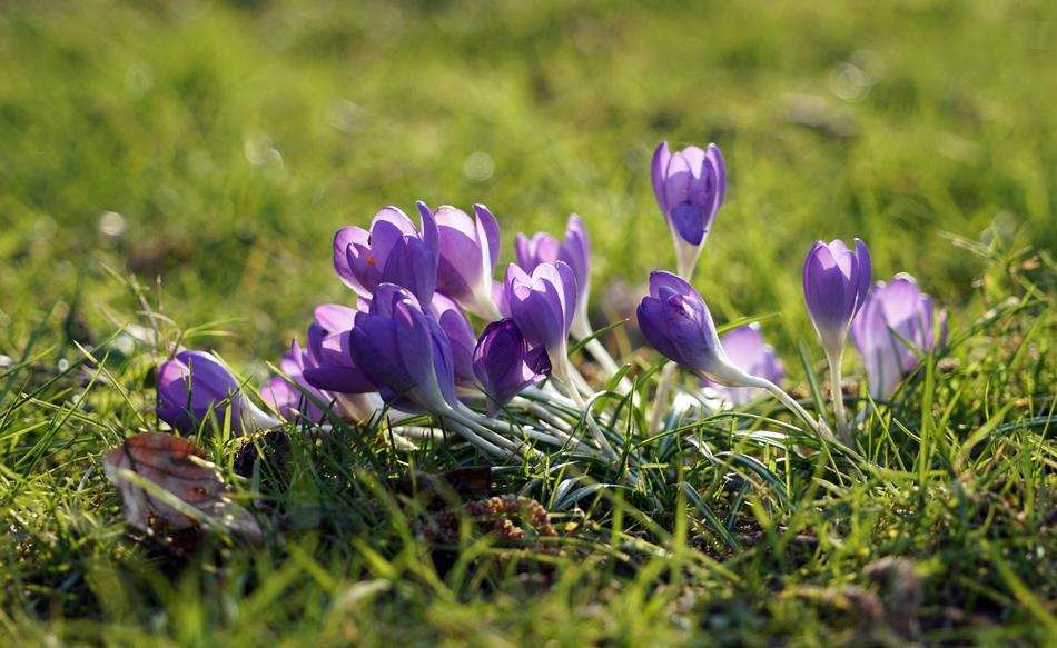 flowers on the grass landscape