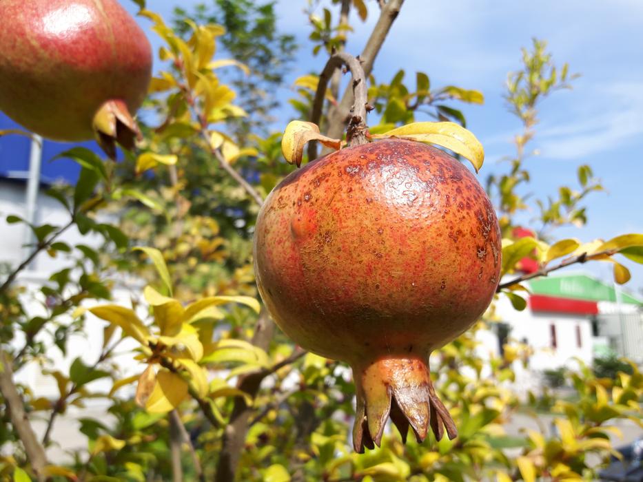 ripe pomegranates on the tree
