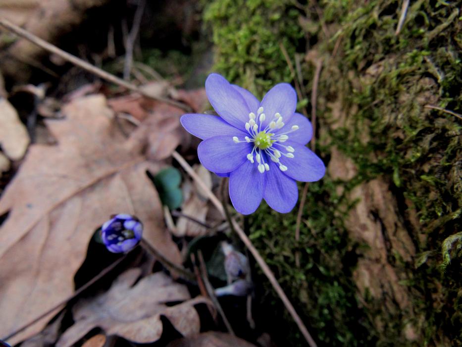 a lonely little flower in the foliage