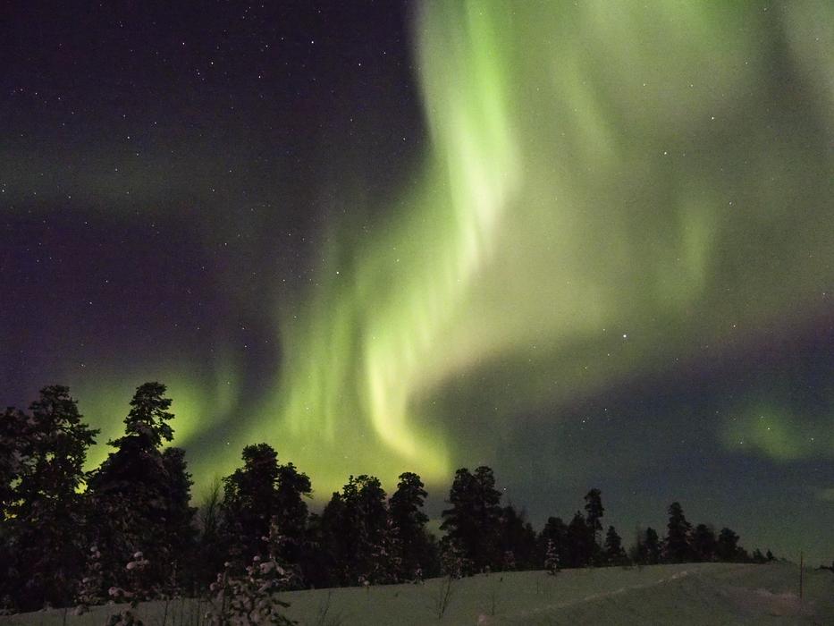 northern lights by the forest