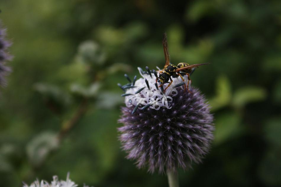 Close-up of the wasp, on the colorful and beautiful, fluffy flower, among the plants